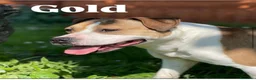 Meticcio cani in regalo: GOLD BELLISSIMO AMSTAFF - Annuncio 4
