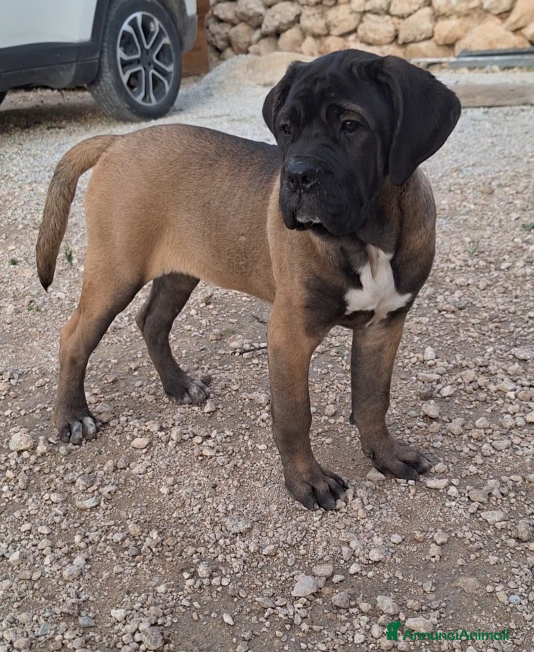 Cane Corso cani in vendita: Cucciole Cane Corso - Annuncio 9