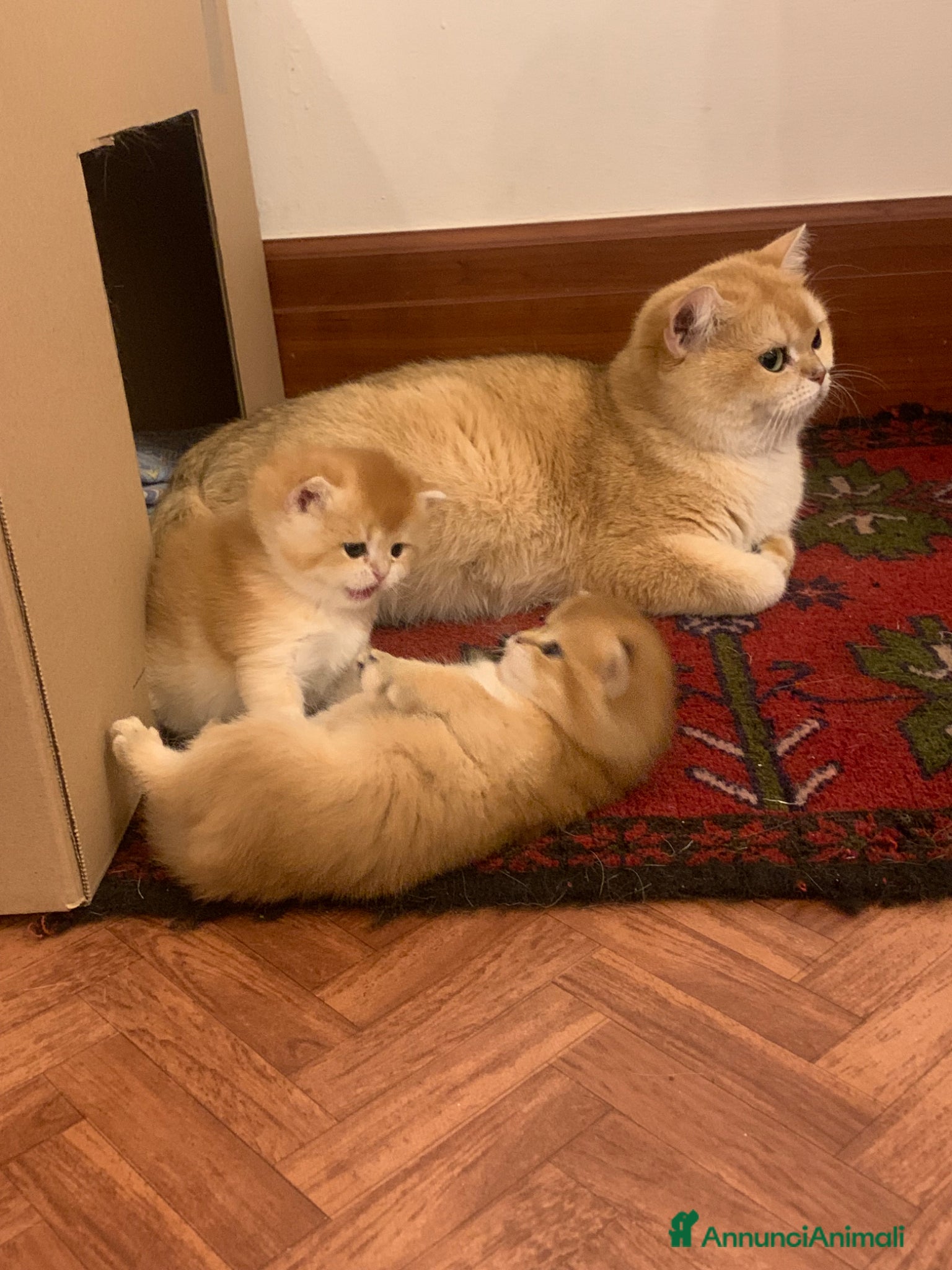 British gatti British Shorthair golden chell  - Annuncio 1