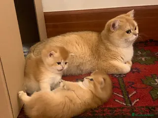 British gatti British Shorthair golden chell - Annuncio 1
