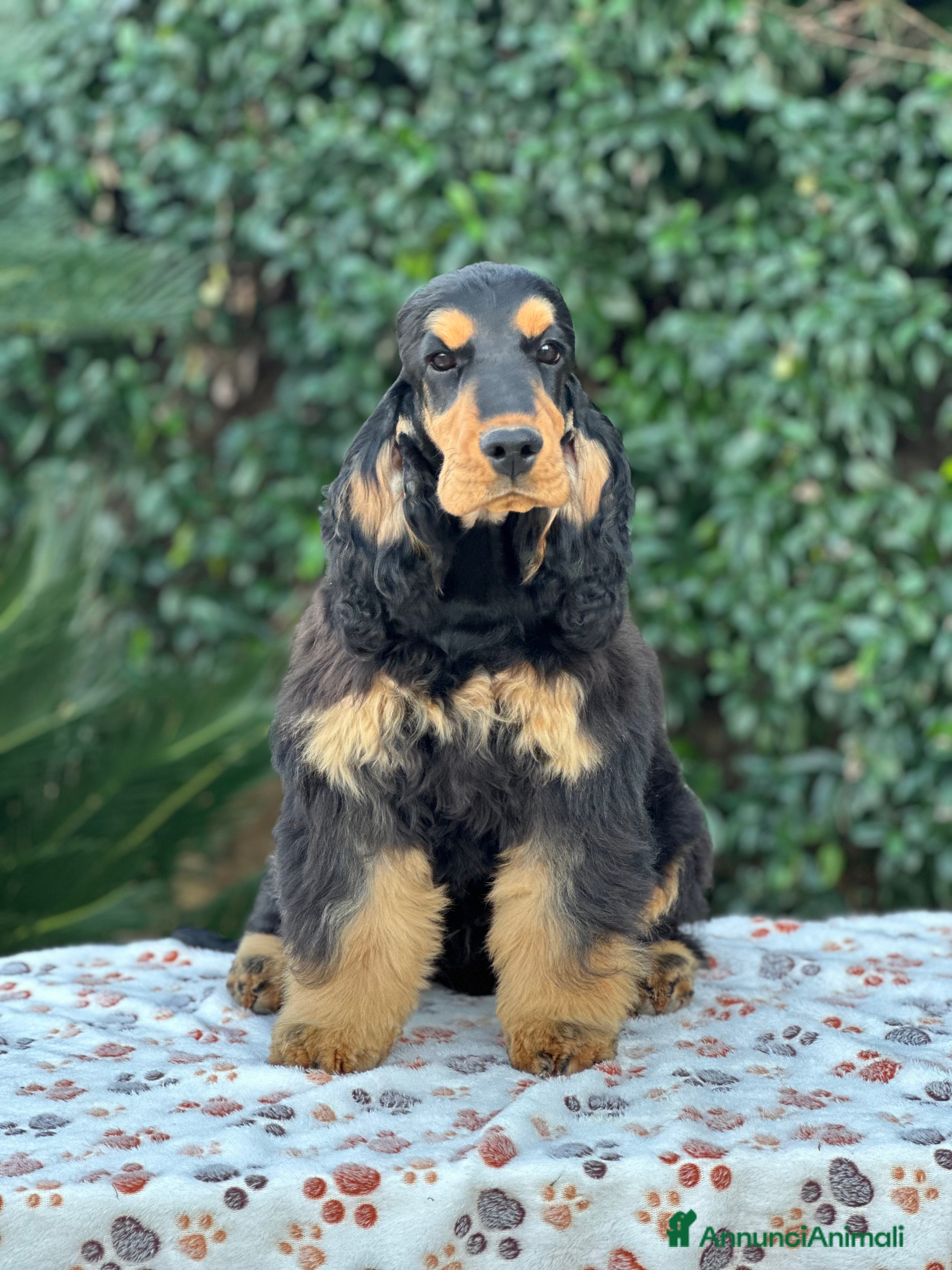 Cocker cani Cocker spaniel inglese  - Annuncio 3