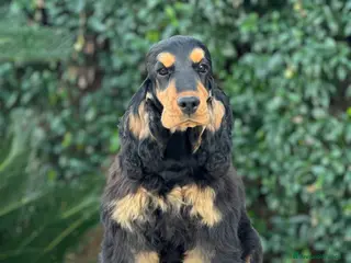 Cocker cani Cocker spaniel inglese - Annuncio 3