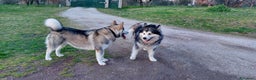 Alaskan Malamute cani in vendita: ALASKAN MALAMUTE ALTA GENEALOGIA - Annuncio 5