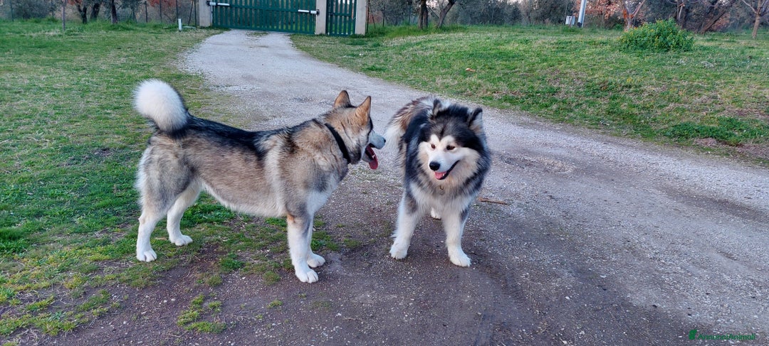 Alaskan Malamute cani in vendita: ALASKAN MALAMUTE ALTA GENEALOGIA - Annuncio 5