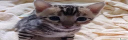 Bengala gatti in vendita: Cucciolina bengala per Natale - Annuncio 3