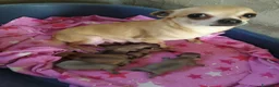 Chihuahua cani in vendita: Chihuahua cucciolo maschietto pelo lungo  - Annuncio 5