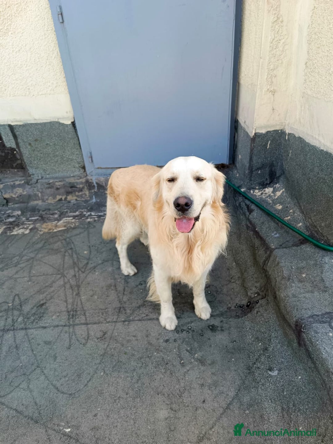 Golden Retriever cani in regalo: Max, una meraviglia di Golden Retreiver - Annuncio 5