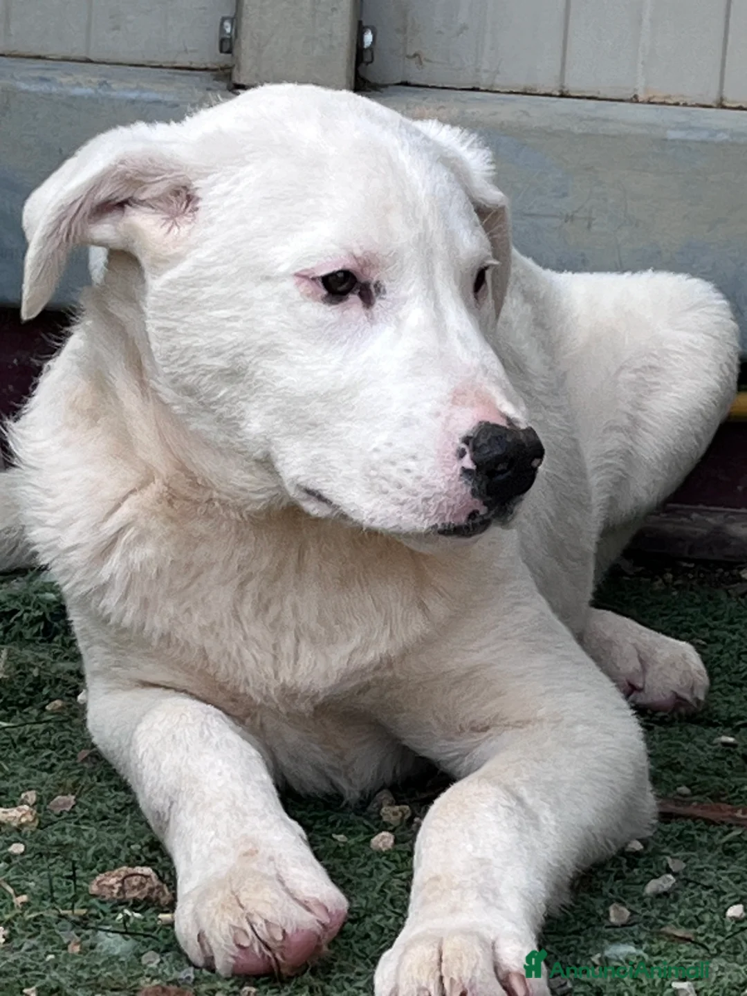 Meticcio cani in regalo: Zac. Cucciolo pauroso. Adozione consapevole - Annuncio 2