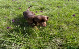 Bassotto cani per accoppiamento: bassotto nano per monta a Provincia di Perugia - Immagine 3