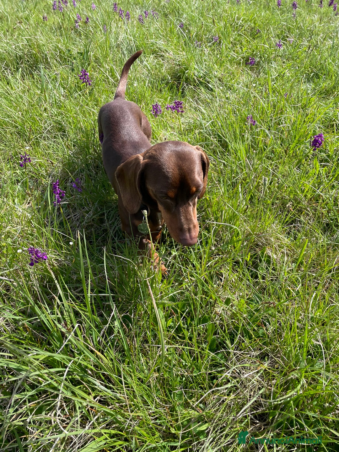 Bassotto cani per accoppiamento: bassotto nano per monta a Provincia di Perugia - Immagine 3