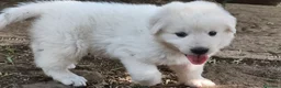 Pastore Abbruzzese Maremmano cani in vendita: Cuccioli di Pastore Maremmano con Pedigree a Città metropolitana di Roma Capitale - Annuncio 5