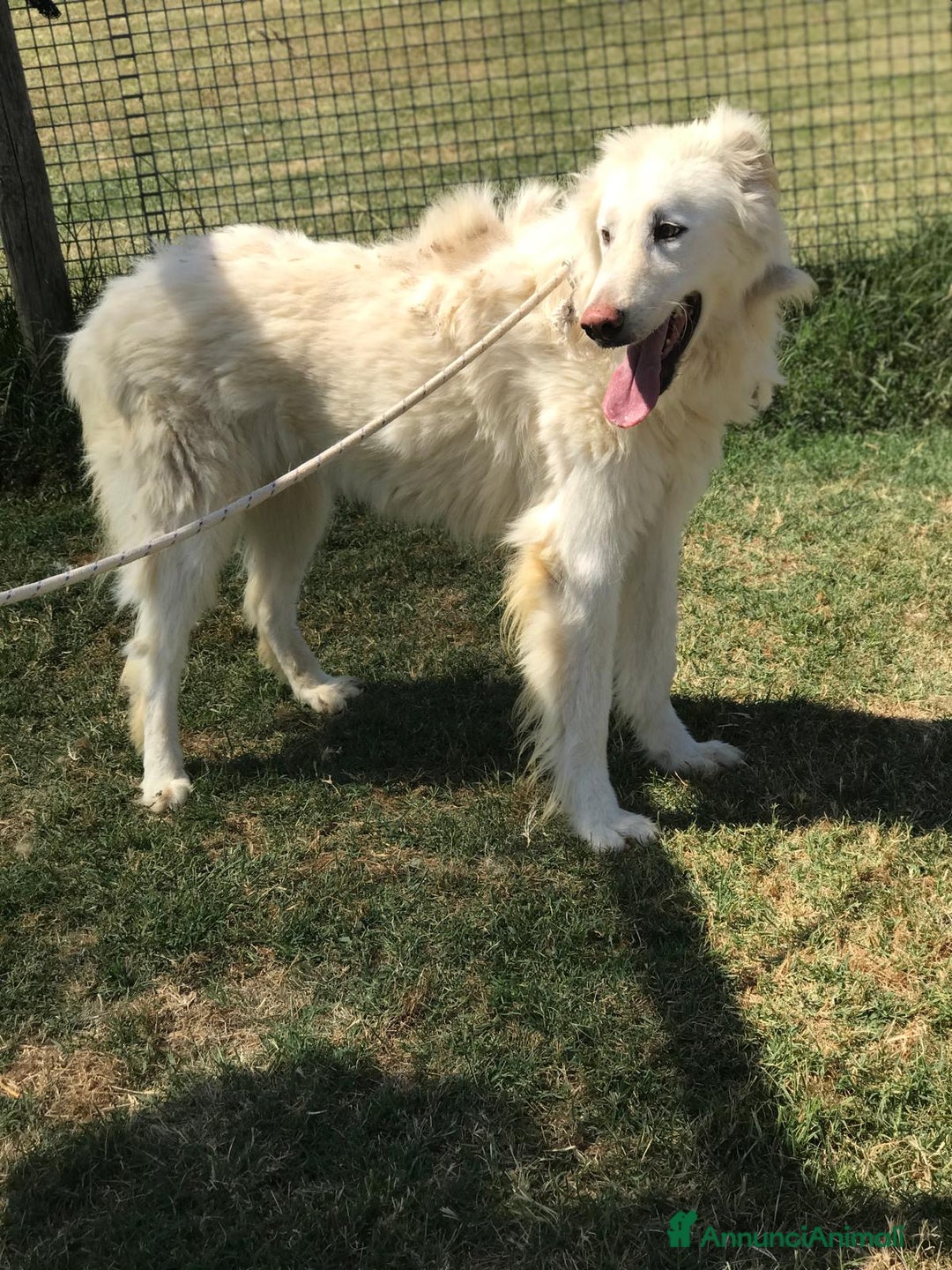 Pastore Maremmano cani in regalo: ULL il Maremmano in adozione  a Provincia di Latina - Annuncio 5