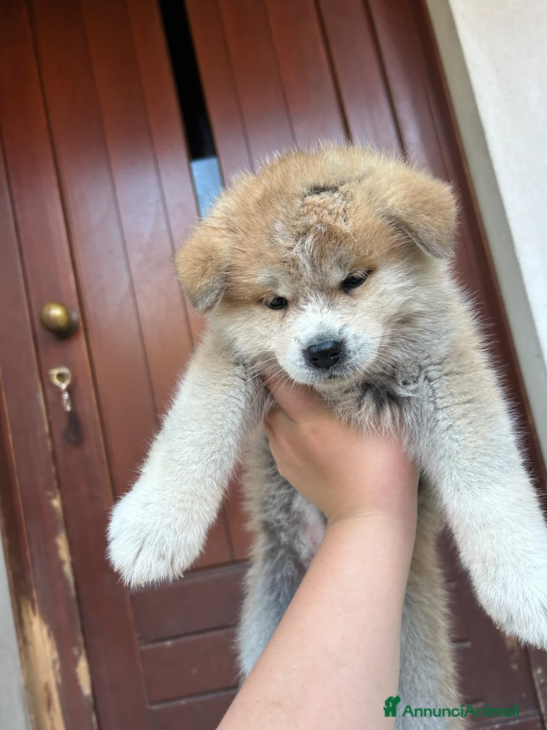 Akita Inu cani in vendita: Akita Inu - Annuncio 4