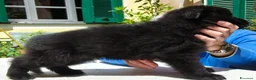 Pastore Tedesco cani in vendita: Pastore tedesco cuccioli  a Provincia di Savona - Annuncio 10