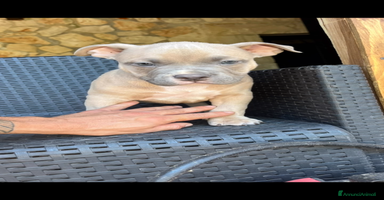American Bully cani a Provincia di Brindisi - Annuncio 9