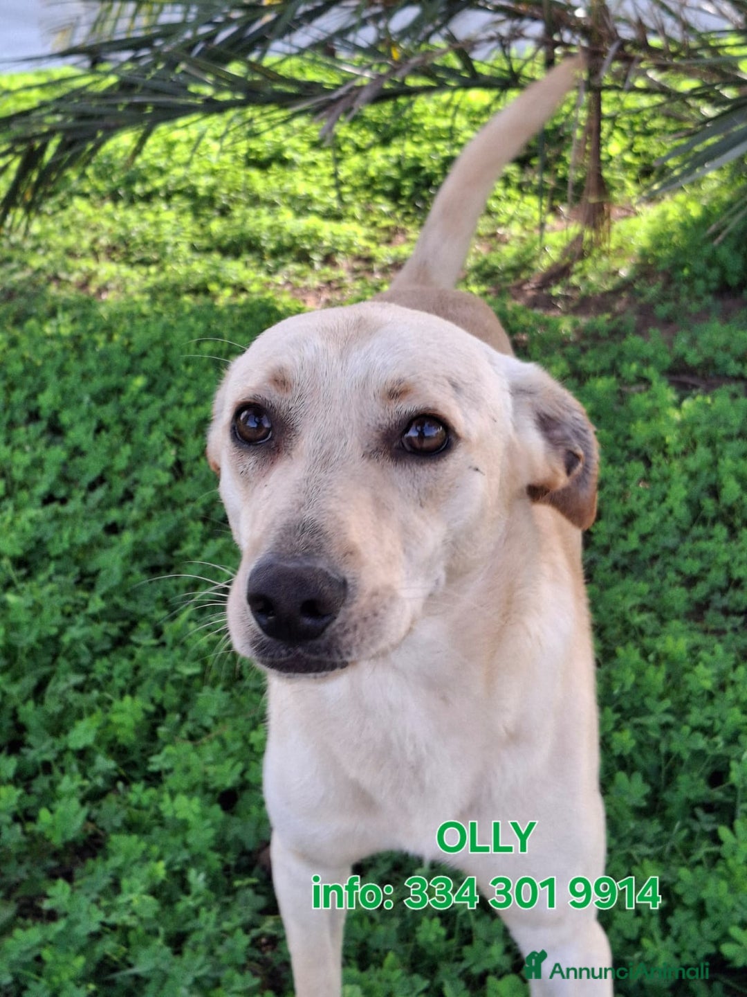 Meticcio cani in regalo: OLLY 💙 - irresistibile cucciolone taglia media 🤩 - Annuncio 2