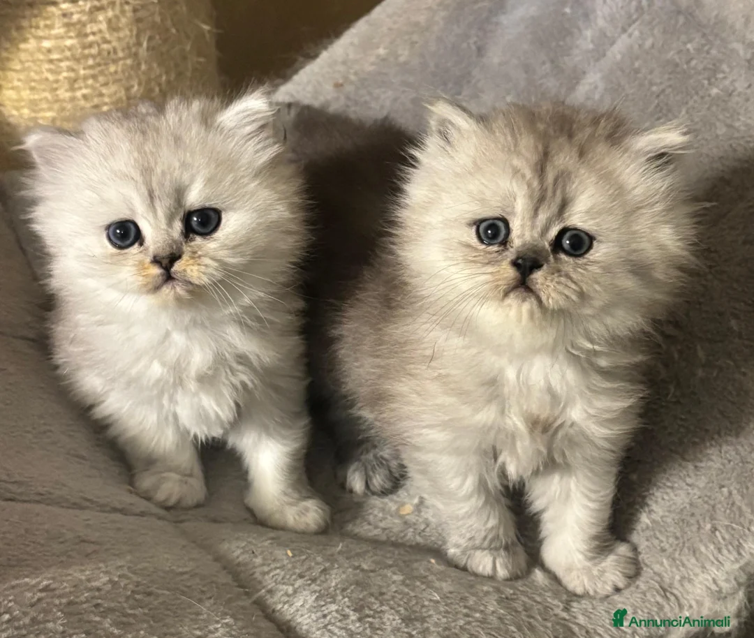 Persiano gatti in vendita: Gattini cuccioli persiano - Annuncio 7