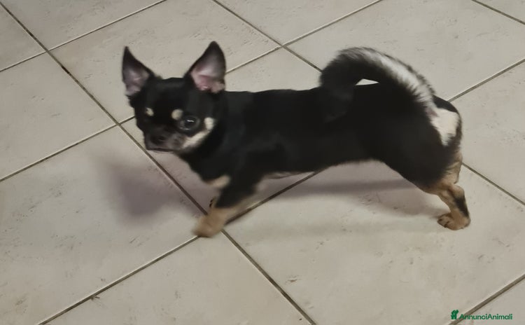 Chihuahua cani a Provincia di Biella - Annuncio 2