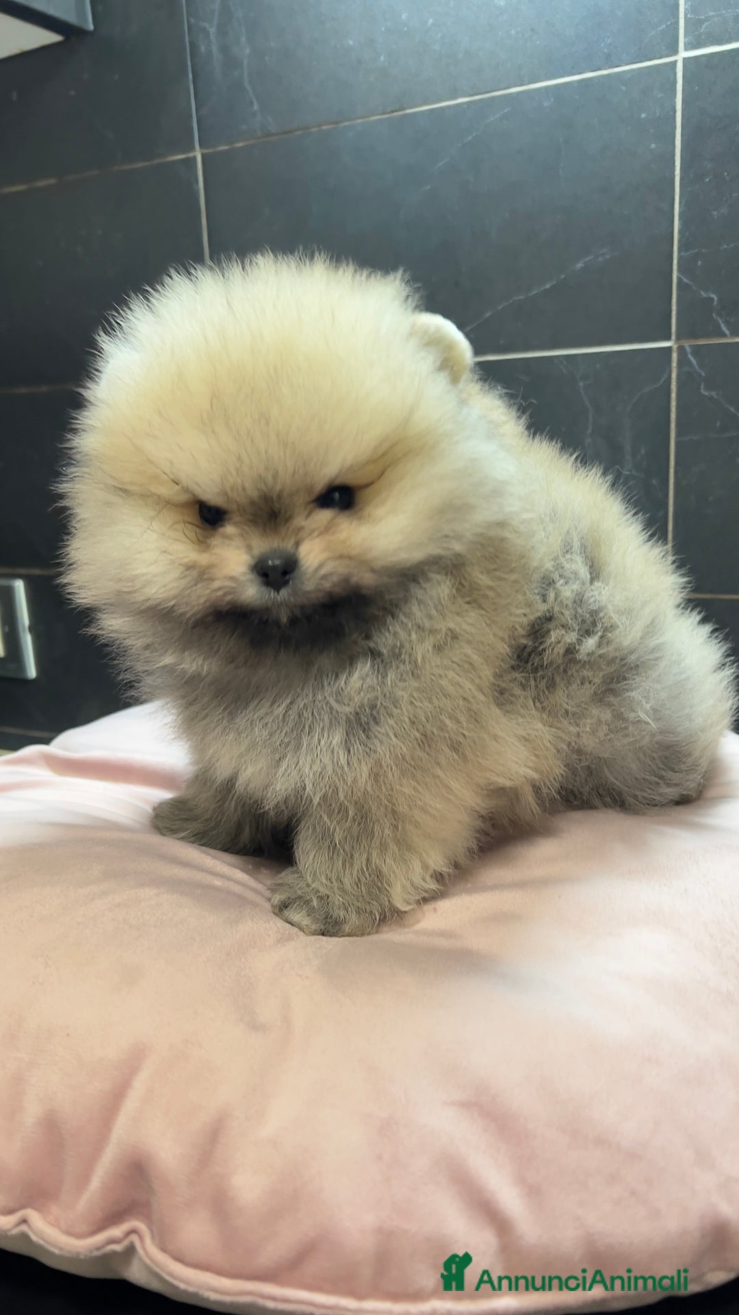 Volpino Pomerania cani in vendita: Pomerania Spitz Toy nano  - Annuncio 3