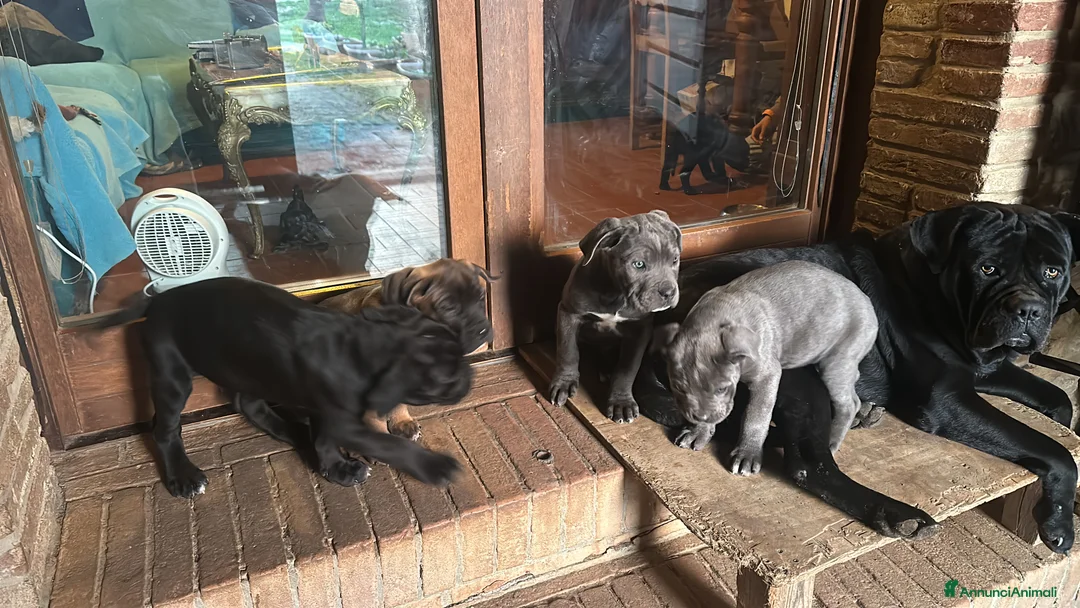 Cane Corso cani in vendita: Cuccioli di Cane Corso - Annuncio 15