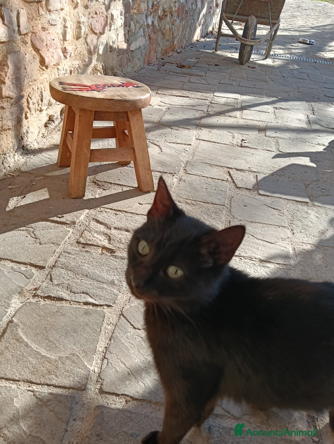 Altre razze gatti in regalo: Adozione  - Annuncio 5