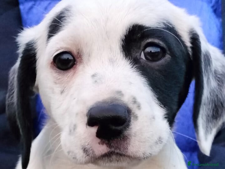 Meticcio cani ALISIA - Annuncio 25