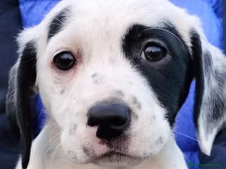 Meticcio cani ALISIA - Annuncio 25