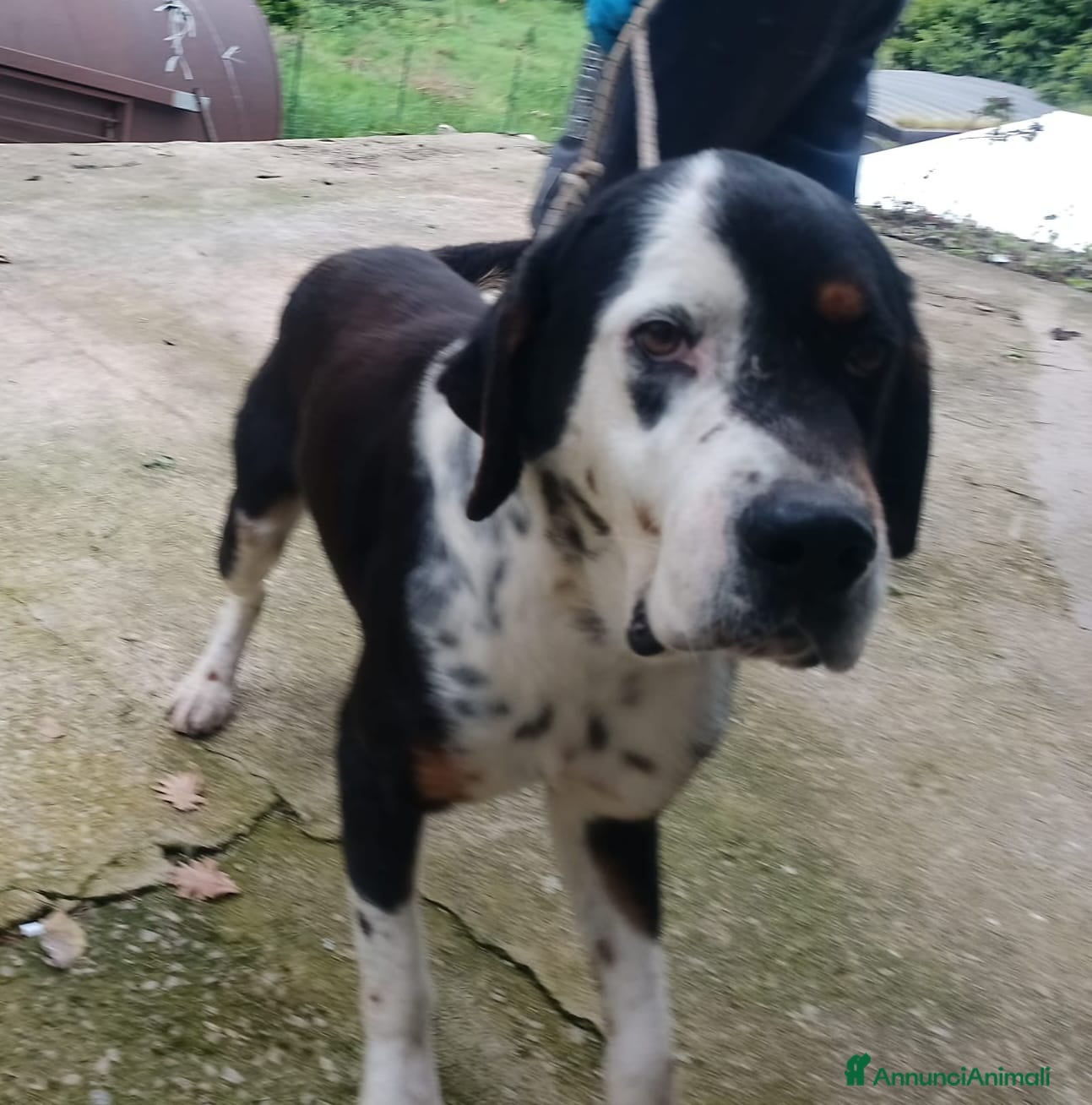 Meticcio cani Cagnolino di taglia media grande  - Annuncio 1