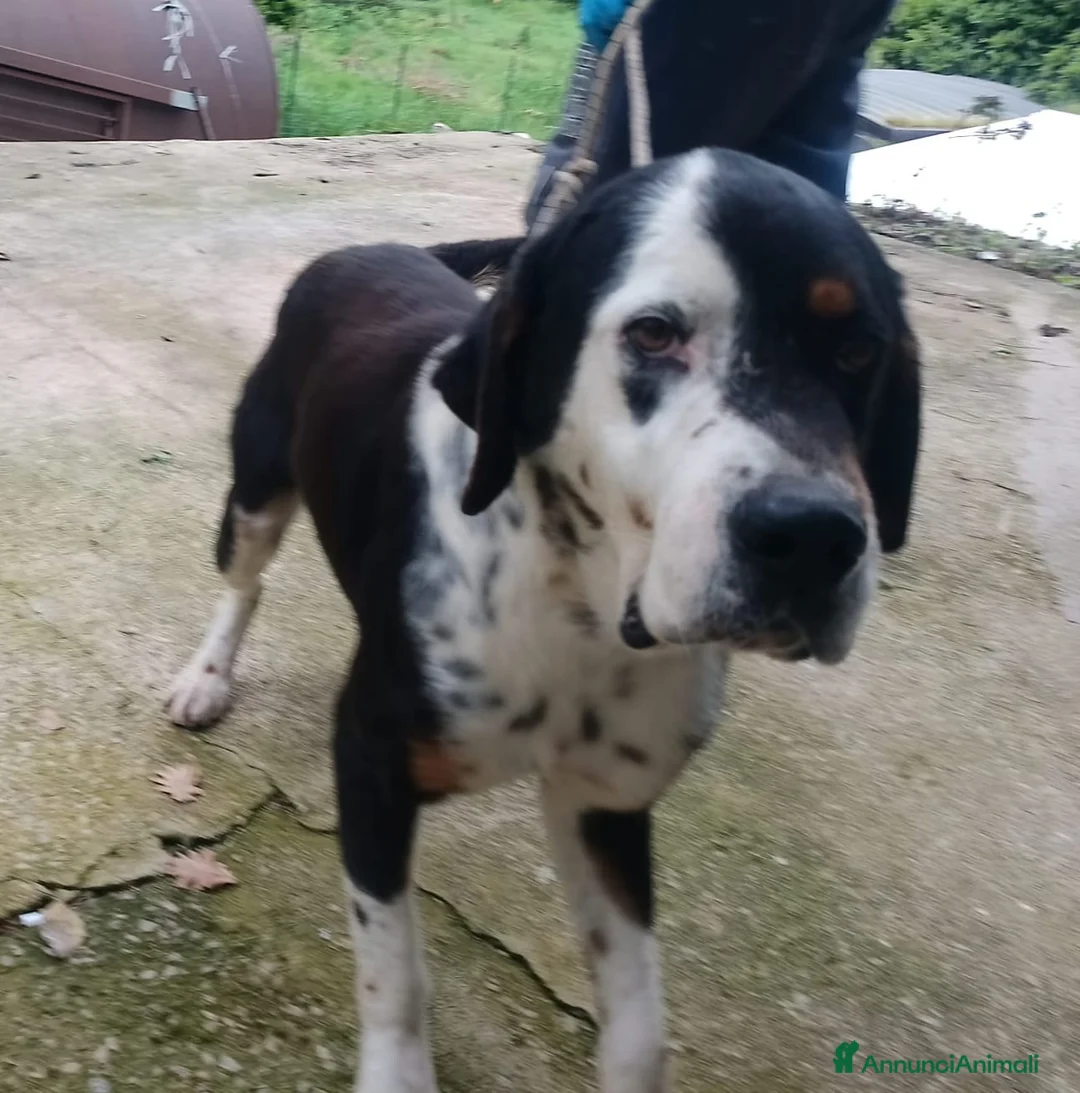 Meticcio cani in regalo: Cagnolino di taglia media grande  - Annuncio 1