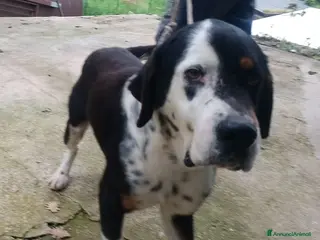Meticcio cani Cagnolino di taglia media grande - Annuncio 1