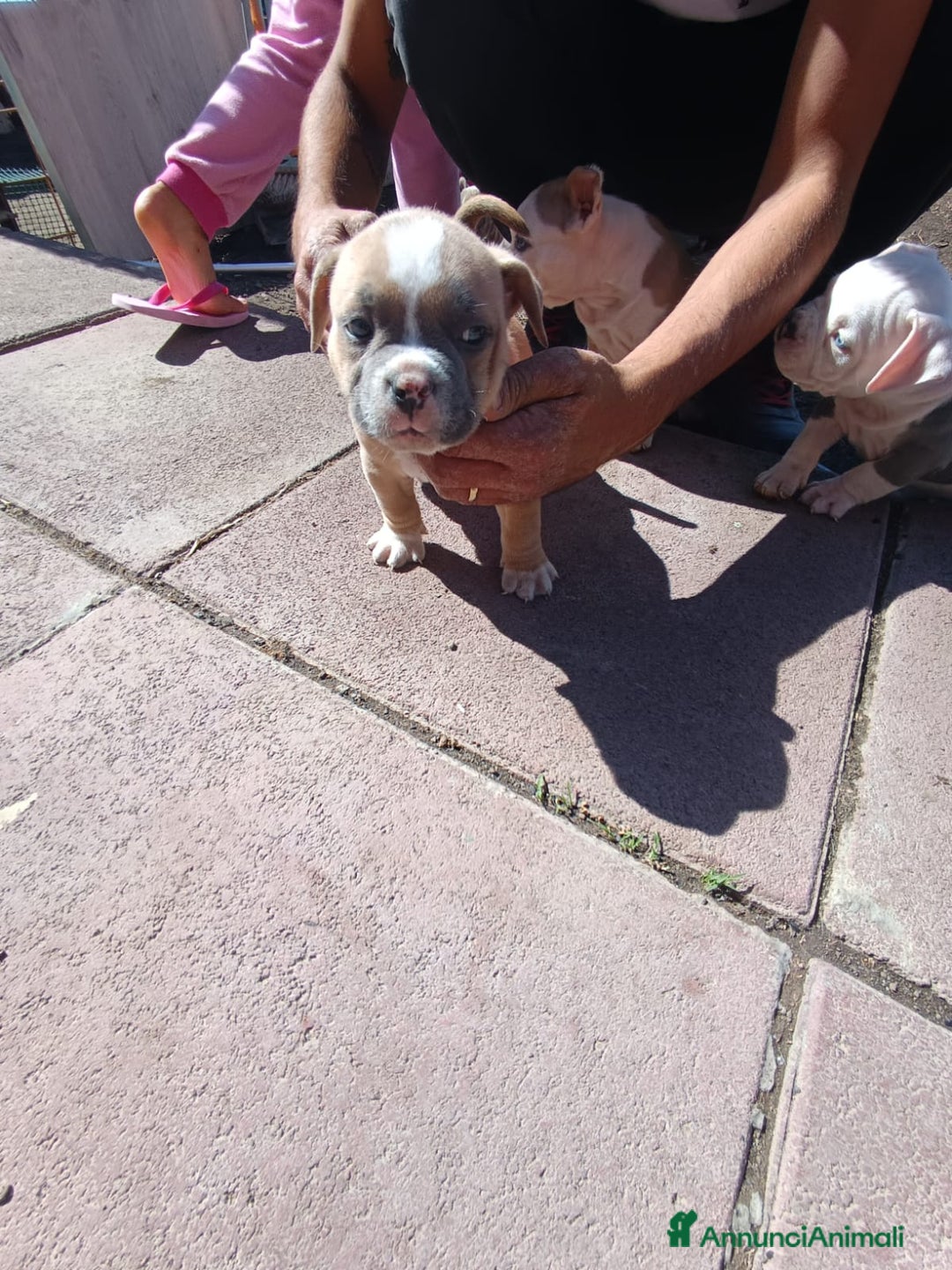 American Bully cani in vendita: American bully pocket  - Immagine 2