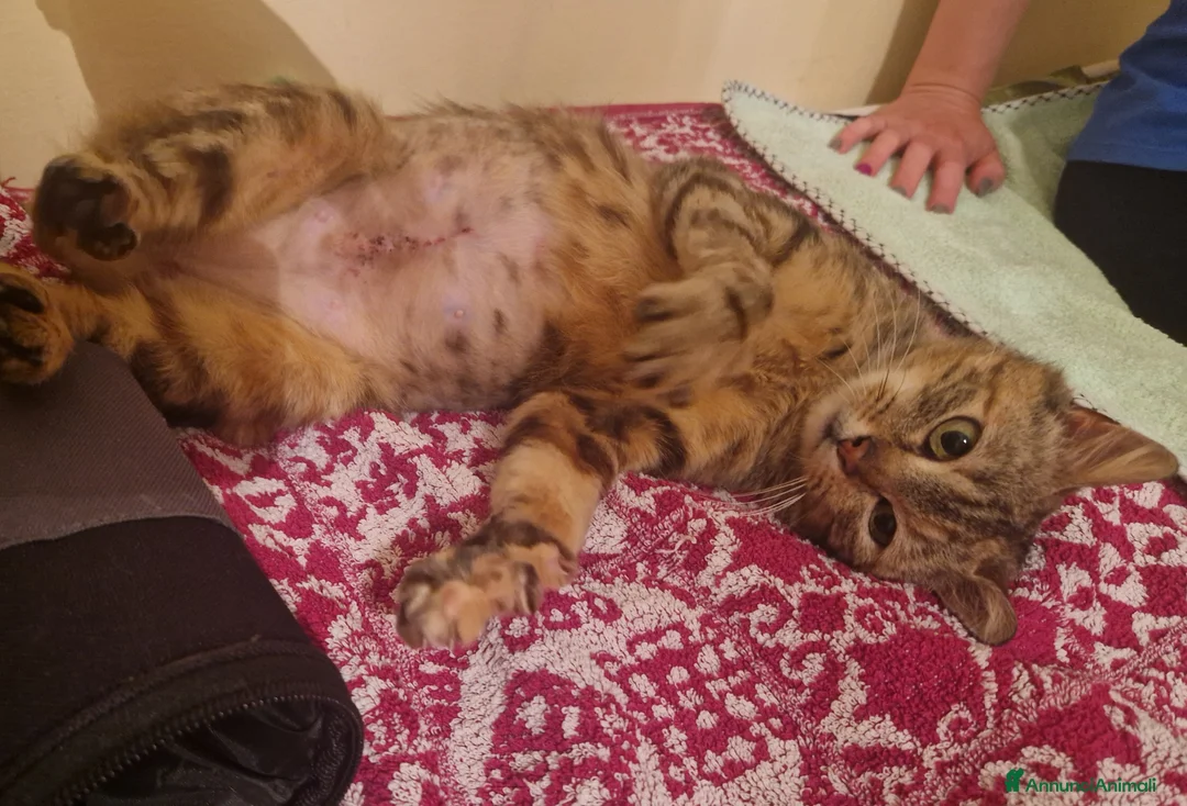Meticcio gatti in regalo: Bruna in cerca di casa - Annuncio 4