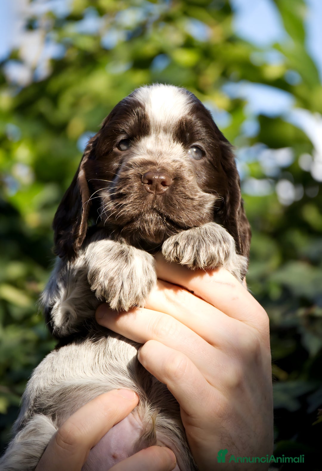 Cocker cani in vendita: Cocker Spaniel Inglesi - Cioccolato Roano  - Annuncio 24
