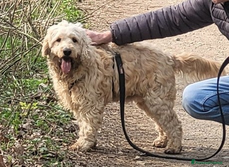 Lagotto cani Fluffy simil lagotto tutto arruffato da adottare - Annuncio 1