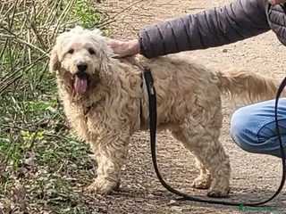 Lagotto cani Fluffy simil lagotto tutto arruffato da adottare - Annuncio 1
