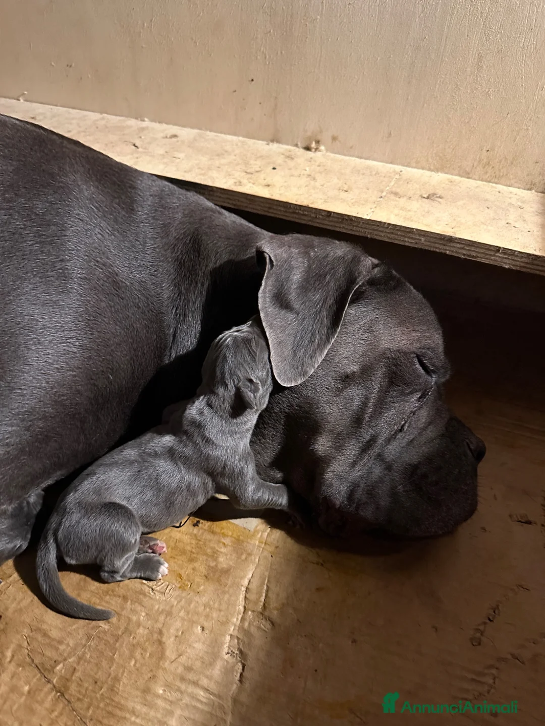 Cane Corso cani in vendita: Cuccioli Cane Corso  - Annuncio 2