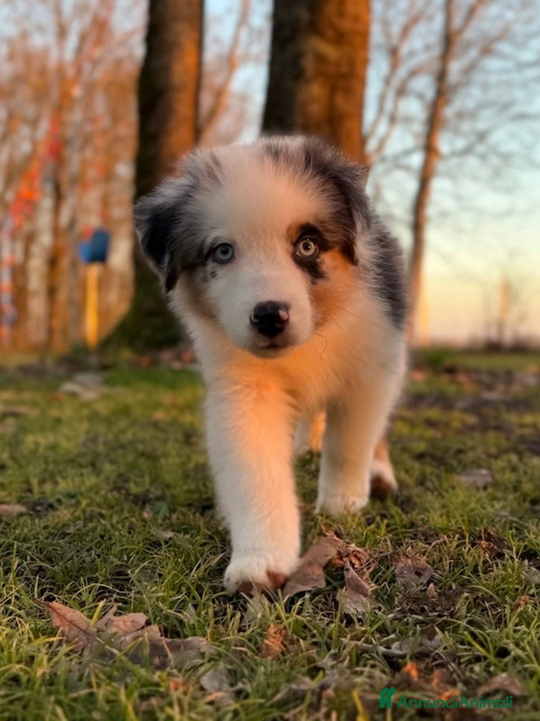 Australian Shepherd cani in vendita: Cucciolo di Australian Shepherd Blue Merle - Annuncio 1