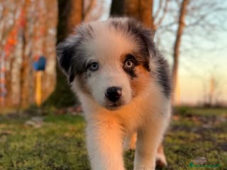 Australian Shepherd cani Cucciolo di Australian Shepherd Blue Merle - Annuncio 4