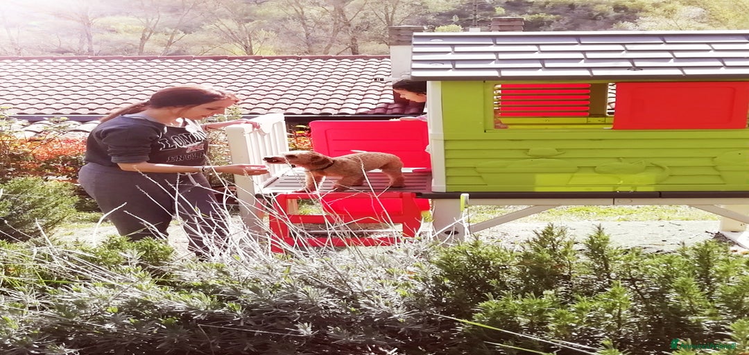 Immagine della galleria {{count}}