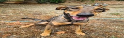 Dobermann cani in regalo: ARTU', magnifico mix DOBERMANN - Annuncio 4