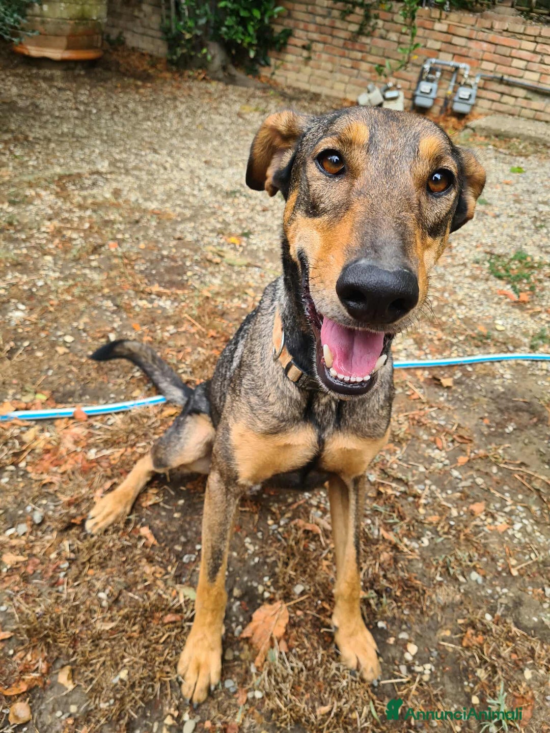Dobermann cani in regalo: ARTU', magnifico mix DOBERMANN - Annuncio 4