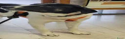 Meticcio cani in regalo: Splendida meticcia - COOKIE - Annuncio 8