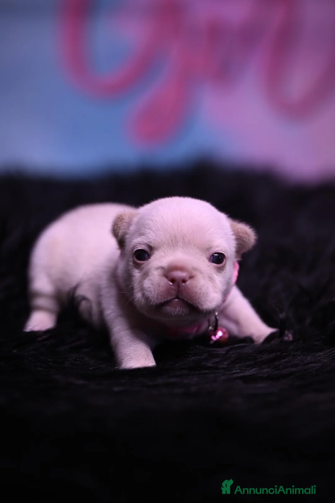 Bulldog Francese cani in vendita: Cucciola di Bulldog Francese  - Annuncio 2