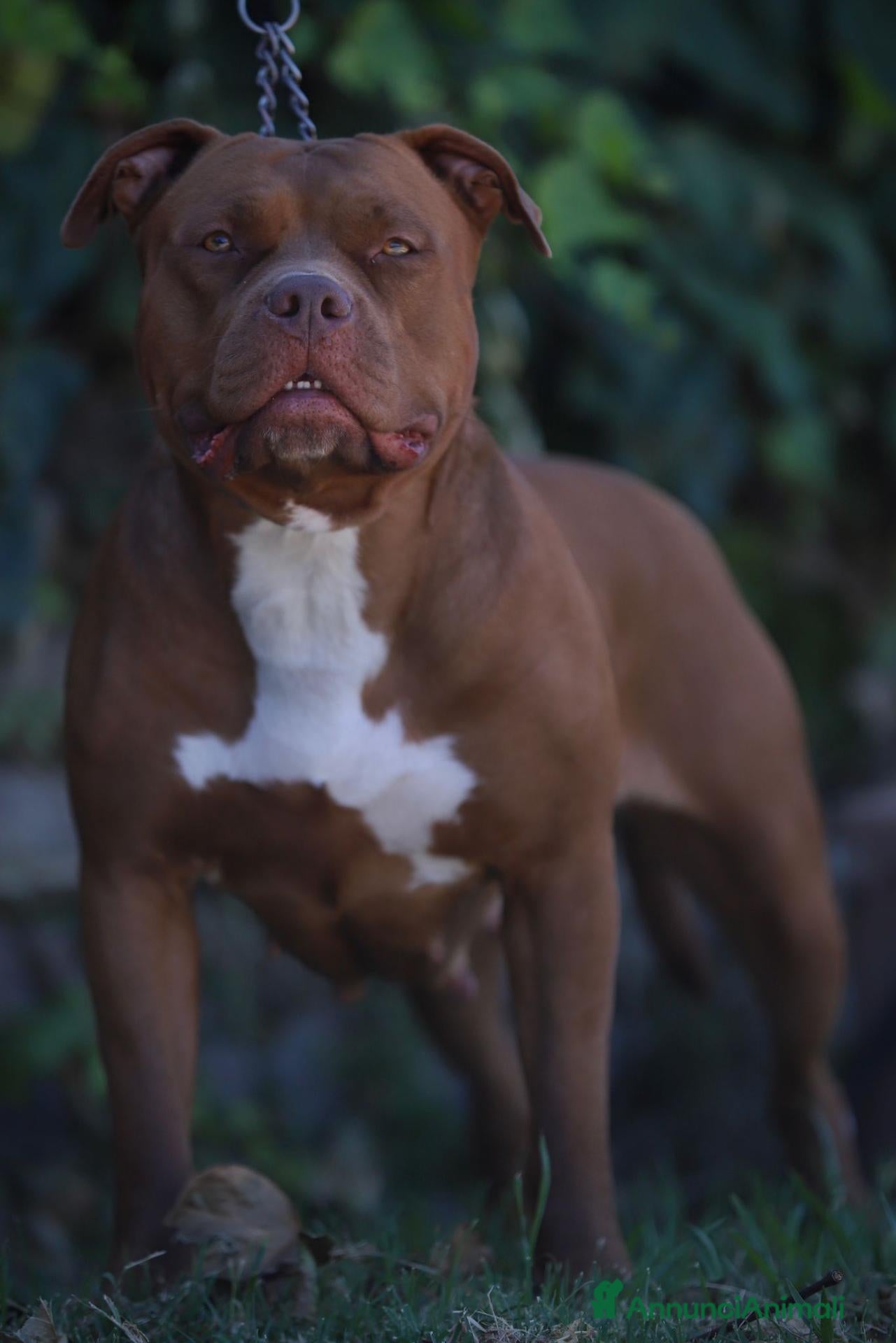 American Bully cani Cucciole di American Bully XL. - Annuncio 20