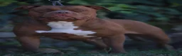 American Bully cani in vendita: Cucciole di American Bully XL. - Annuncio 1