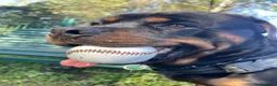 Rottweiler cani per accoppiamento: Splendido Stallone Rottweiler 4 anni a Città metropolitana di Milano - Annuncio 5