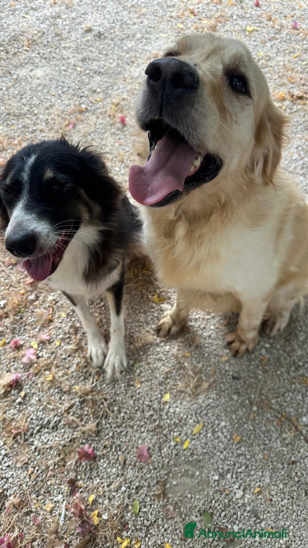 Golden Retriever cani in regalo: Splendido Golden Retreiver - CASPER - Annuncio 3