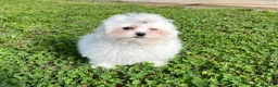 Maltese cani in vendita: Cucciolo di maltese con pedigree ENCI  - Annuncio 5