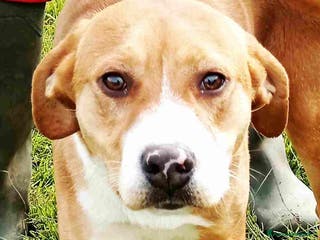 Meticcio cani DARLING di nome e di fatto, cucciola in adozione a Provincia di Latina - Annuncio 37