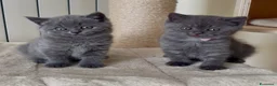 Scottish gatti in vendita: Scottish fold e straight  - Annuncio 20